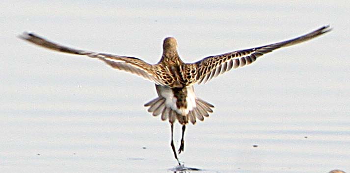  Philomachus pugnax Ruff