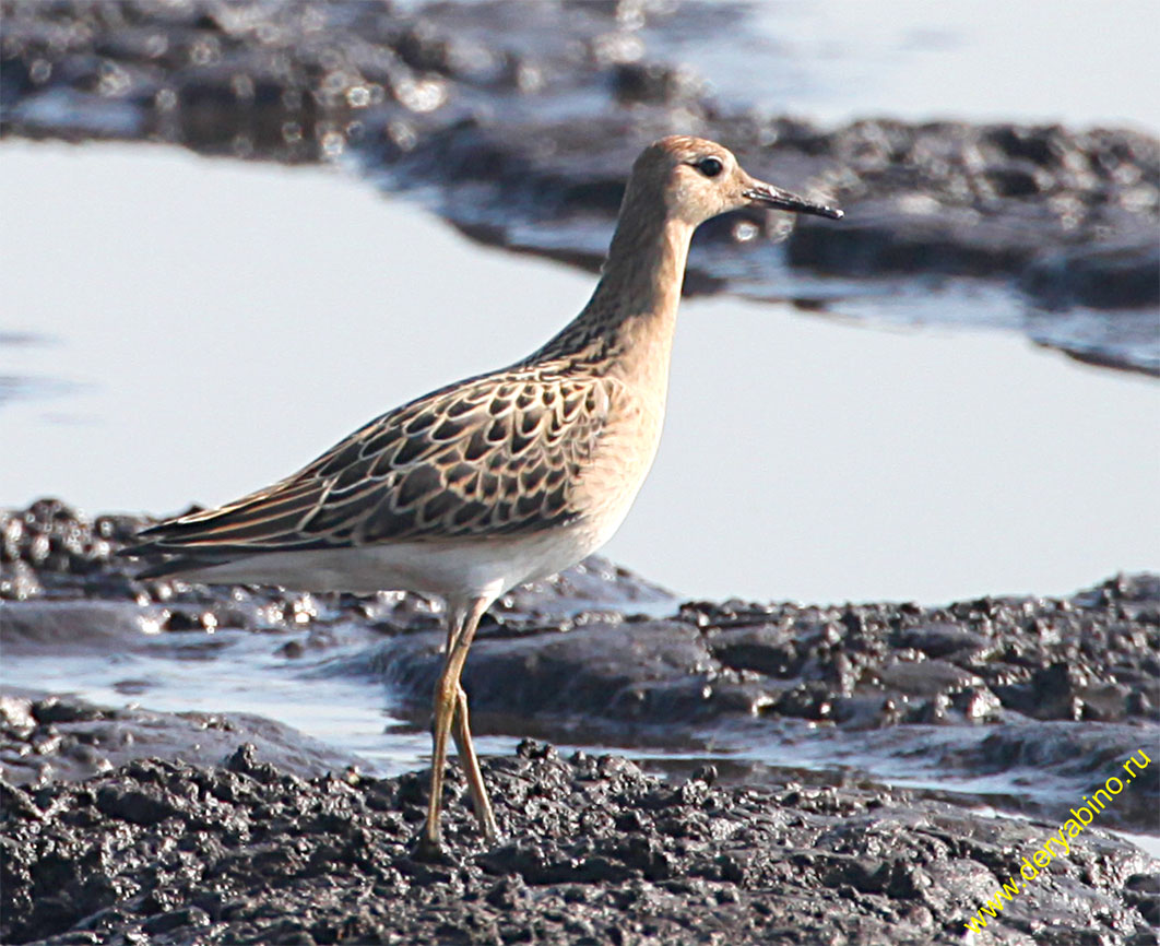  Philomachus pugnax Ruff