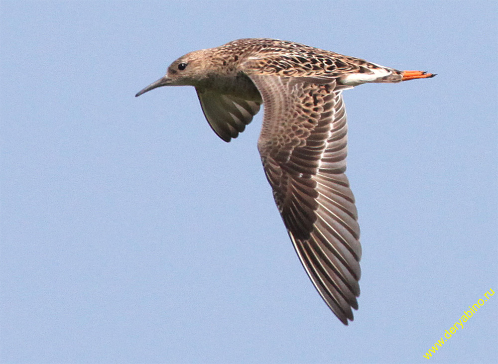  Philomachus pugnax Ruff