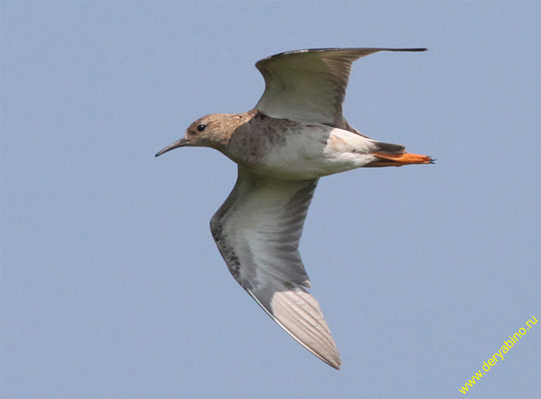  Philomachus pugnax Ruff