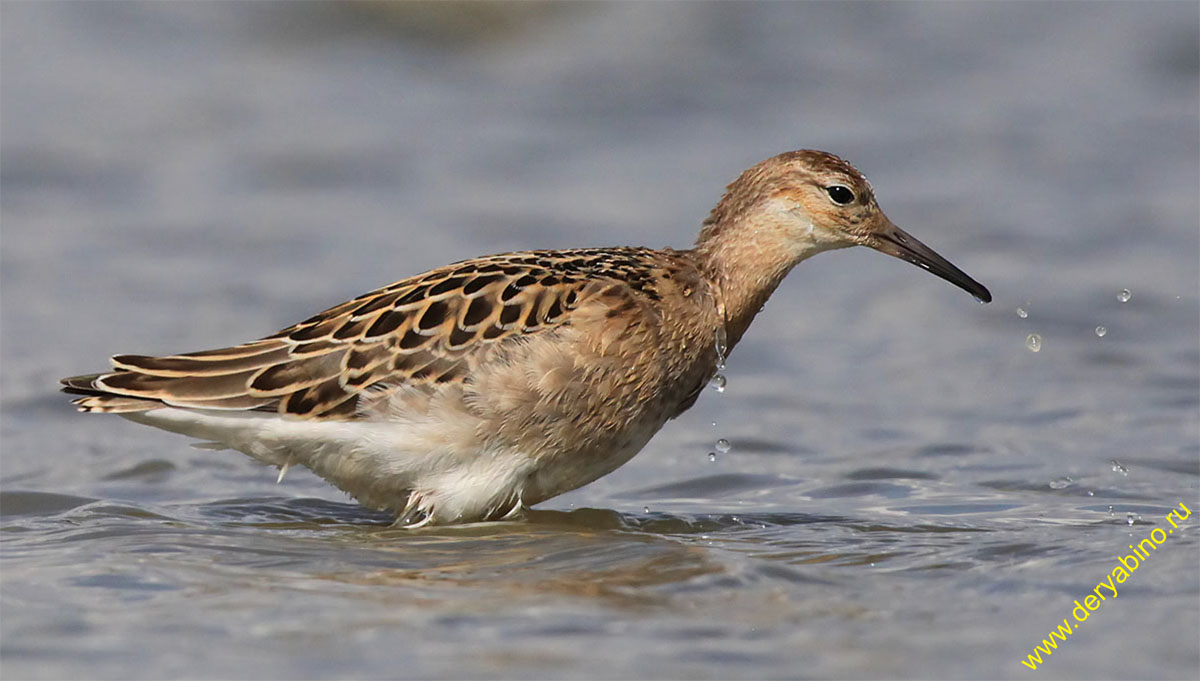  Philomachus pugnax Ruff