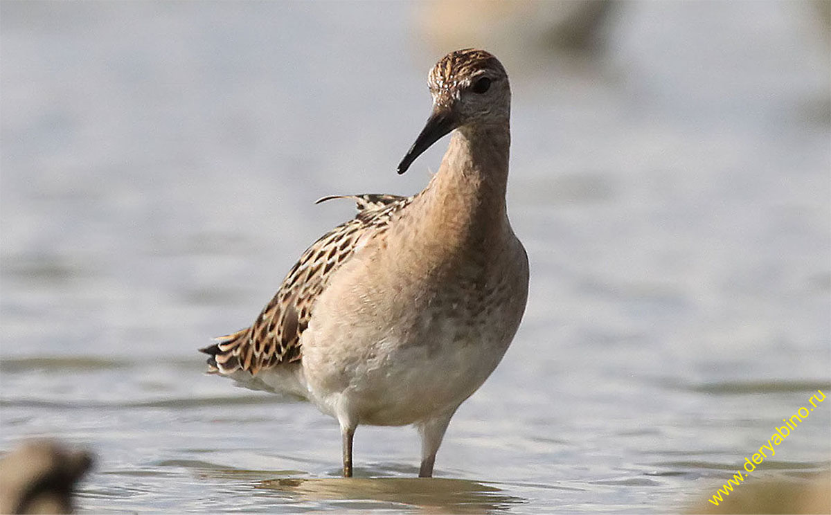  Philomachus pugnax Ruff