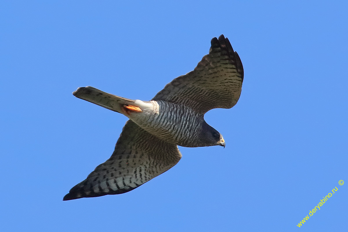   Accipiter brevipes Levant sparrowhawk