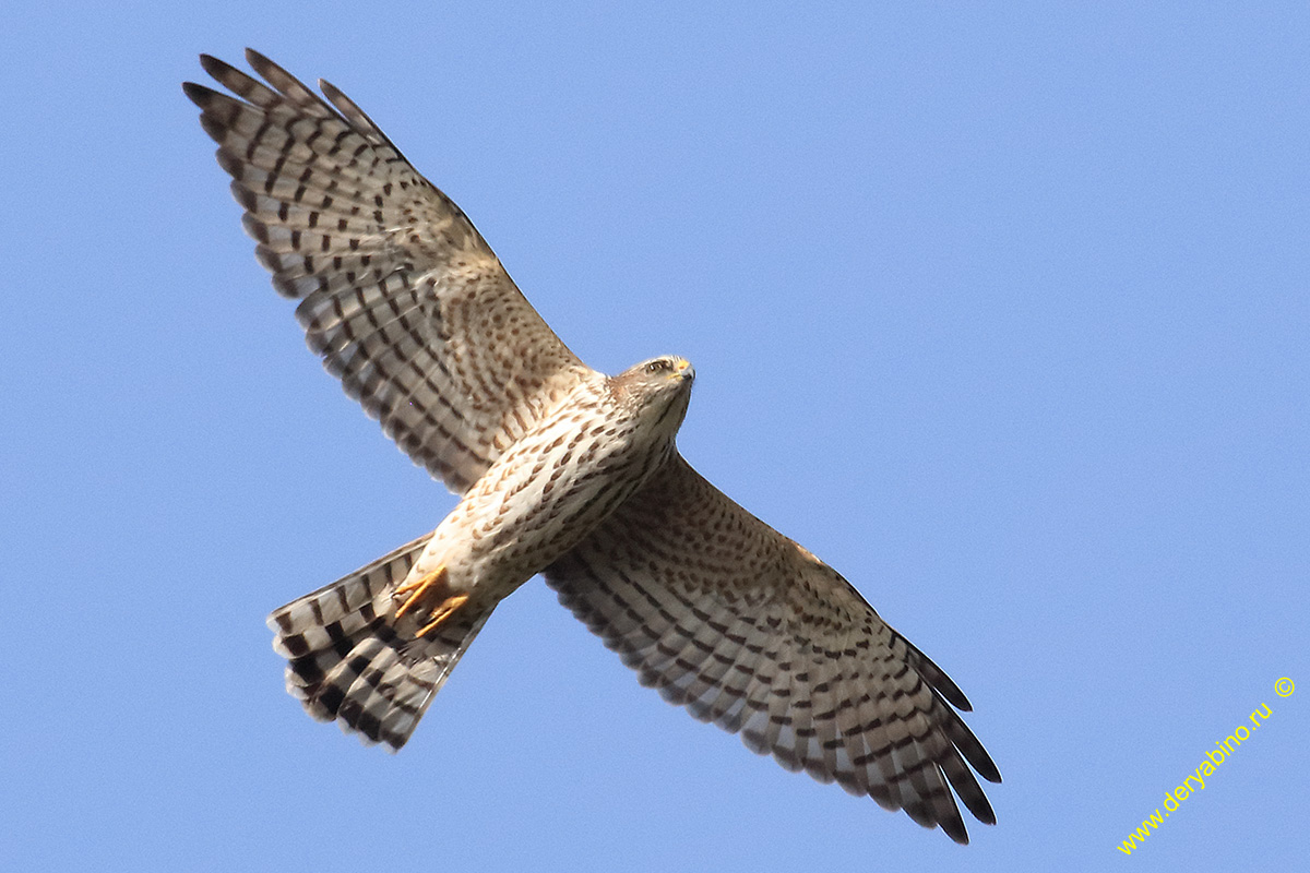   Accipiter brevipes Levant sparrowhawk