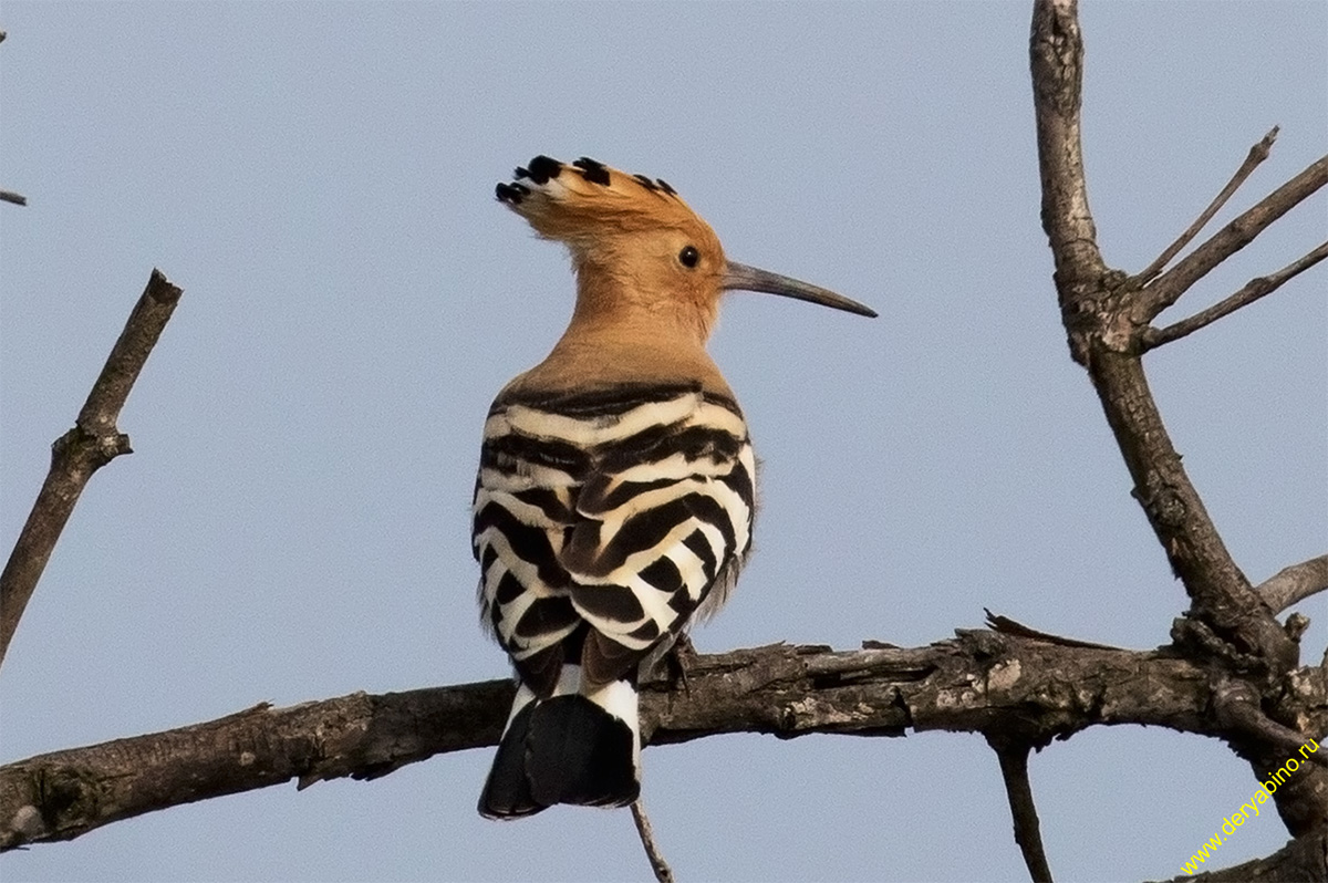  Upupa epops Hoopoe