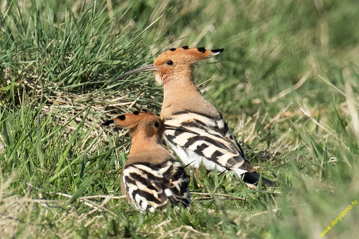  Upupa epops Hoopoe