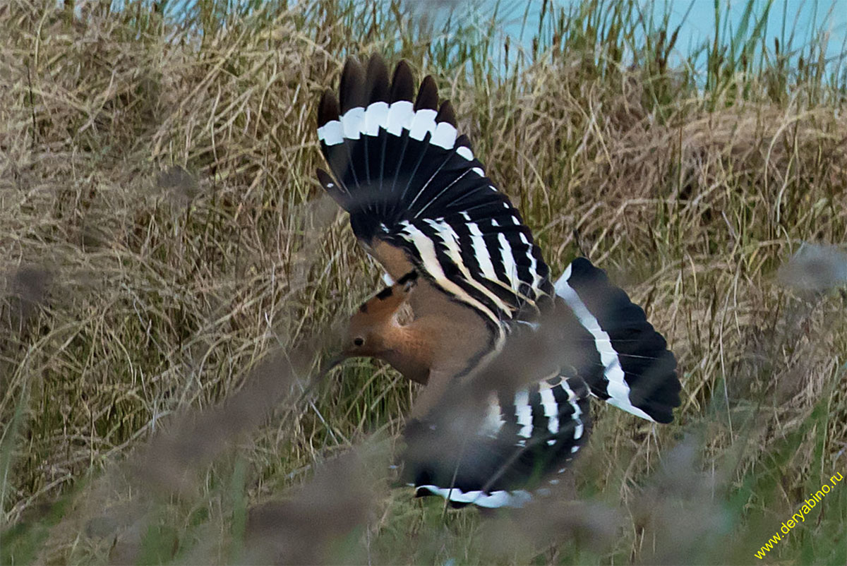  Upupa epops Hoopoe