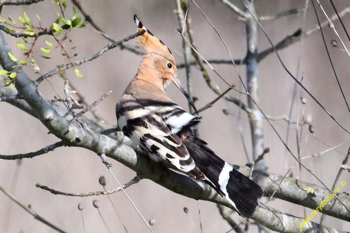  Upupa epops Hoopoe