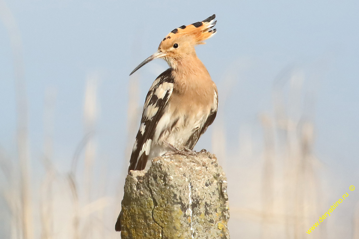  Upupa epops Hoopoe