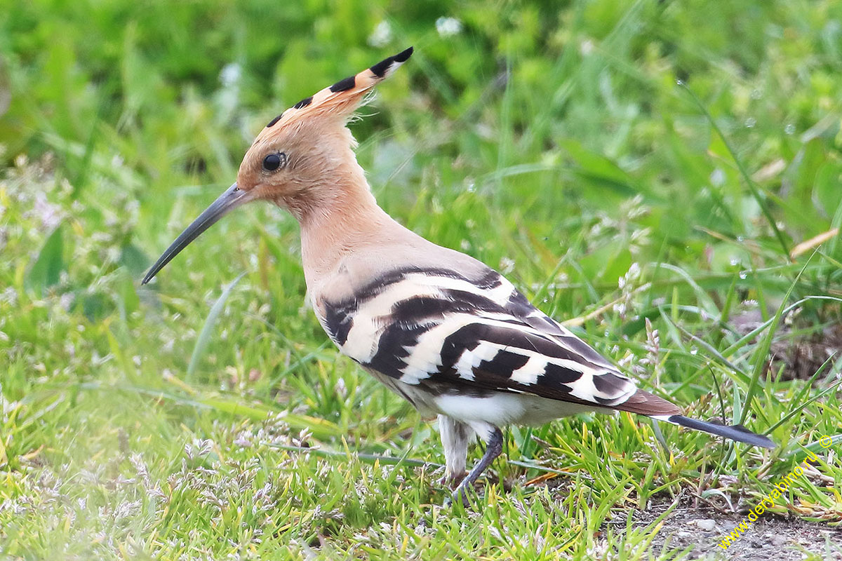  Upupa epops Hoopoe