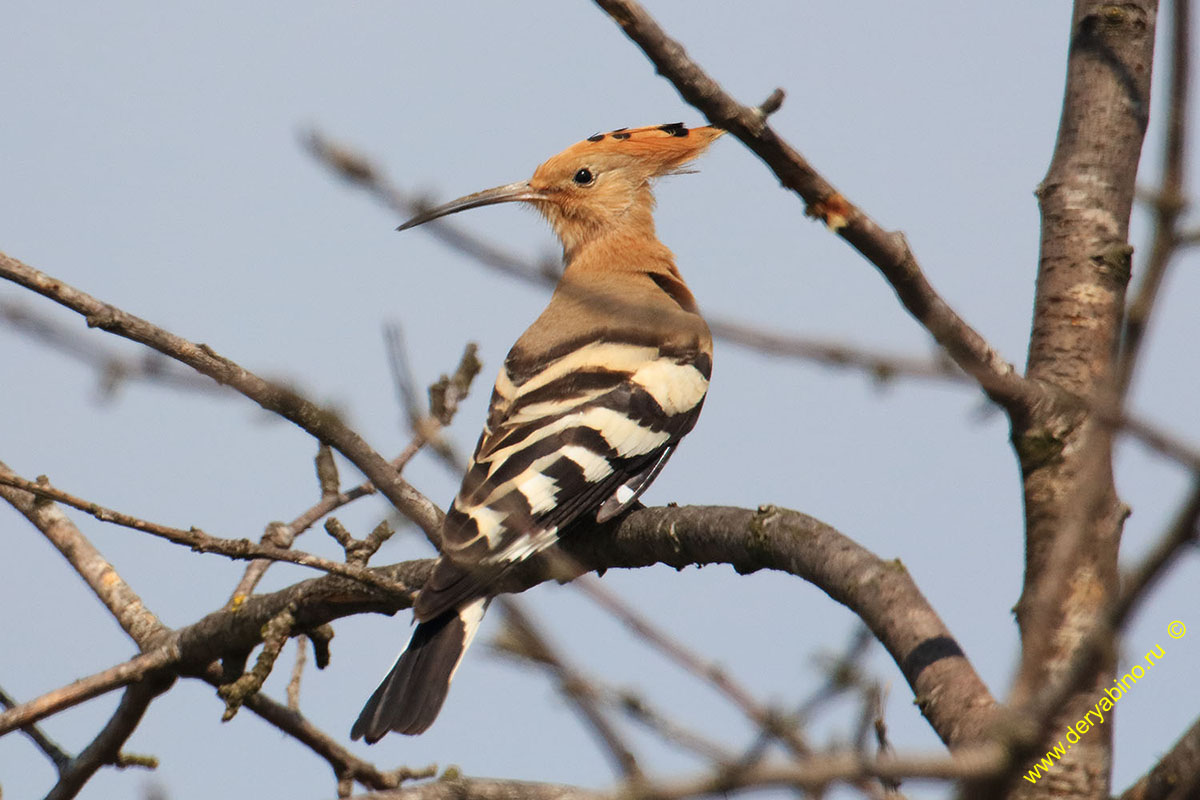  Upupa epops Hoopoe