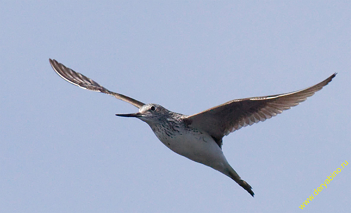   Tringa nebularia Common Greenshank