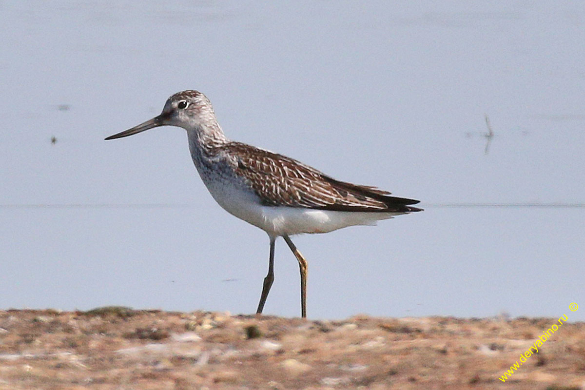   Tringa nebularia Common Greenshank