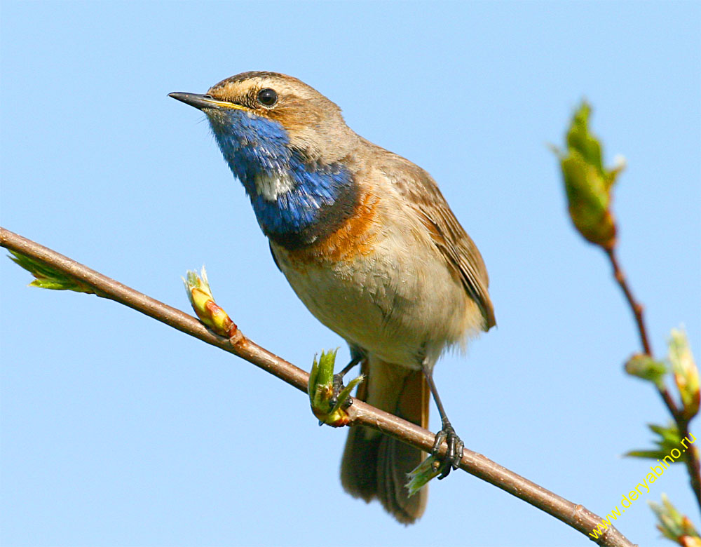  Luscinia svecica Bluethroat