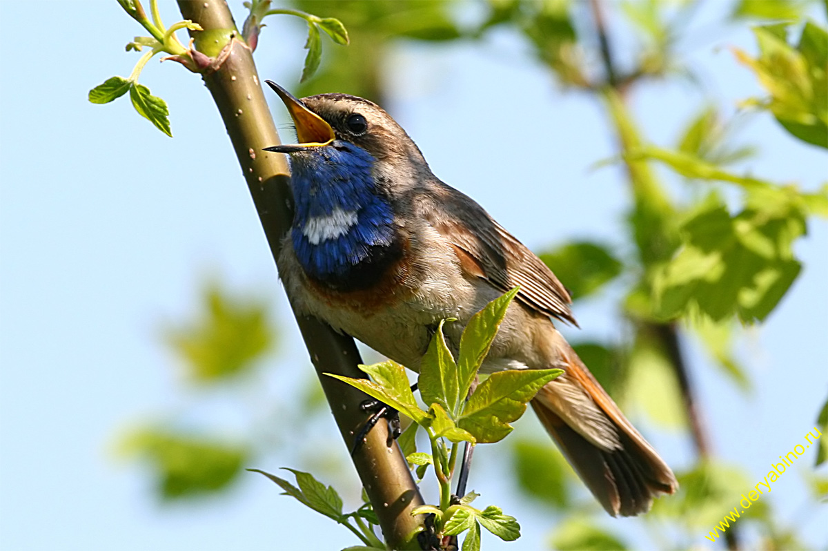  Luscinia svecica Bluethroat