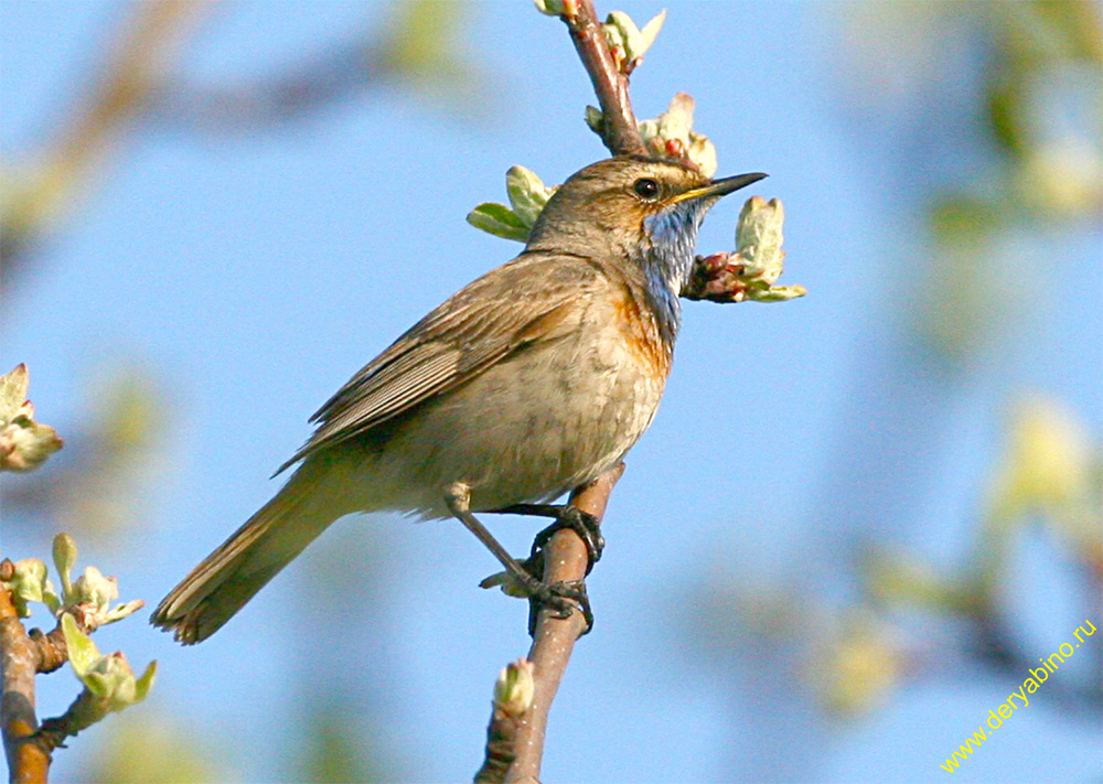  Luscinia svecica Bluethroat