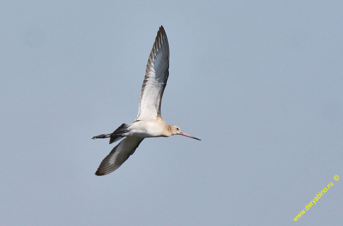 Малый веретенник Limosa lapponica Bar-tailed godwit
