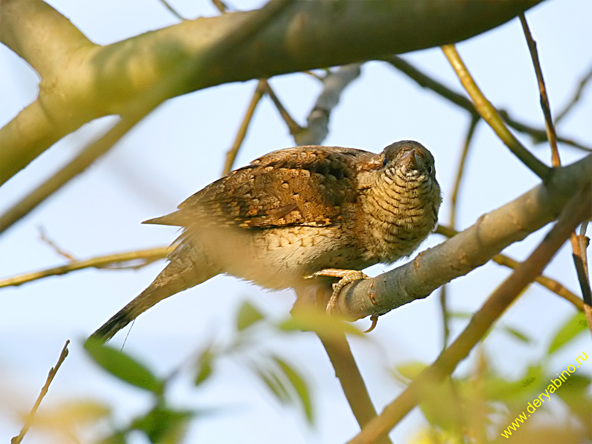  Jynx torquilla  Norhern Wryneck