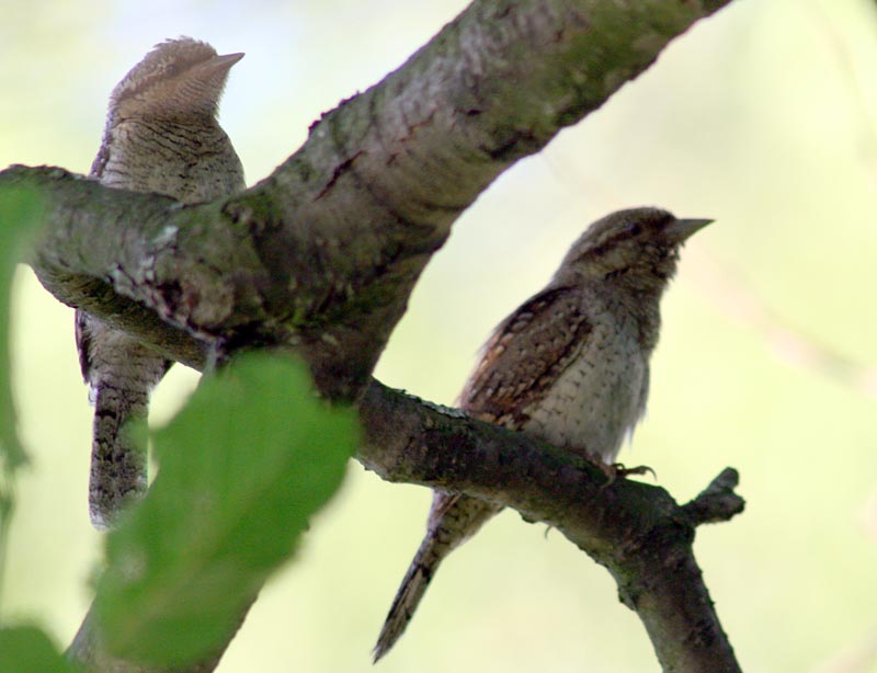  Jynx torquilla  Norhern Wryneck