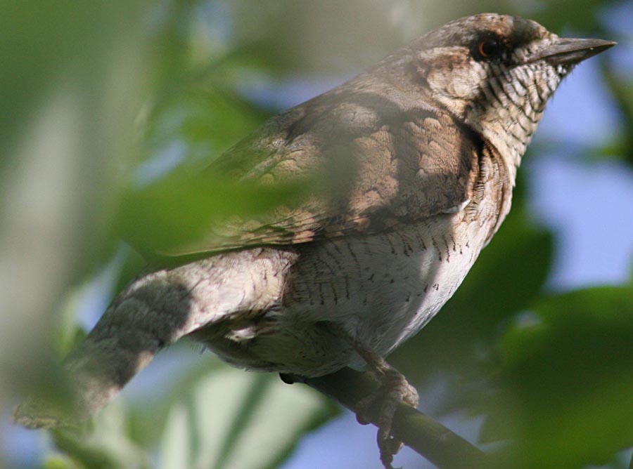  Jynx torquilla  Norhern Wryneck