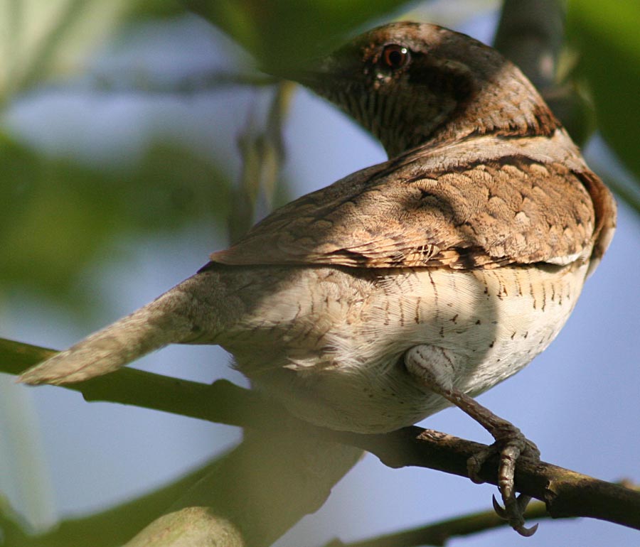  Jynx torquilla  Norhern Wryneck