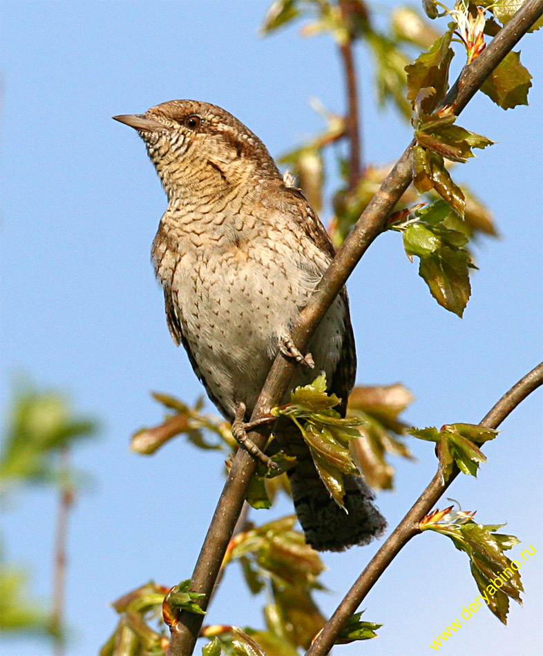  Jynx torquilla  Norhern Wryneck