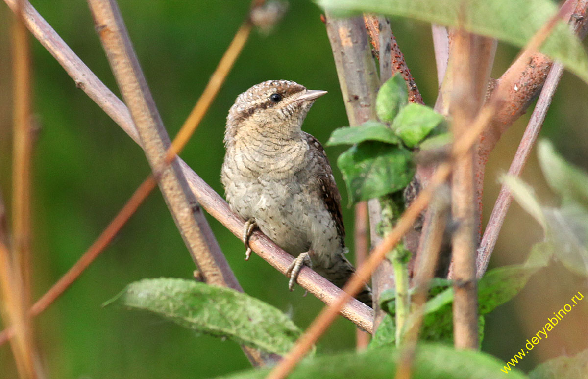  Jynx torquilla  Norhern Wryneck