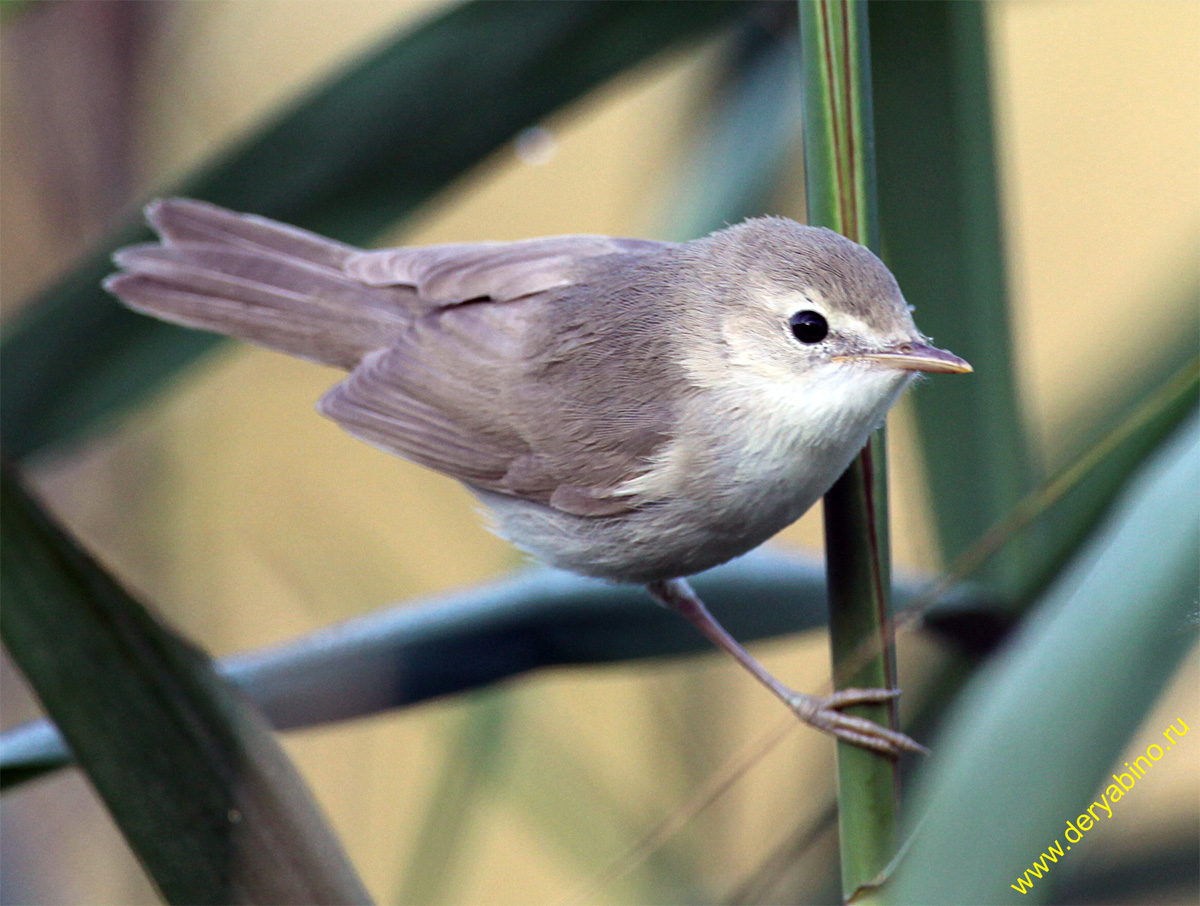 - Phylloscopus trochilus Willow Warbler