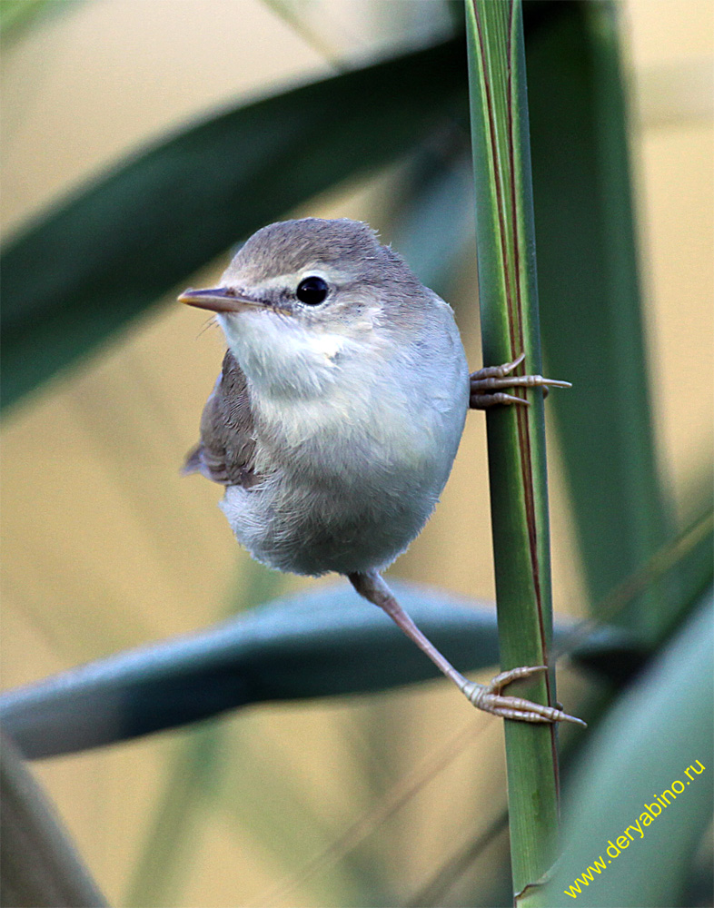 - Phylloscopus trochilus Willow Warbler