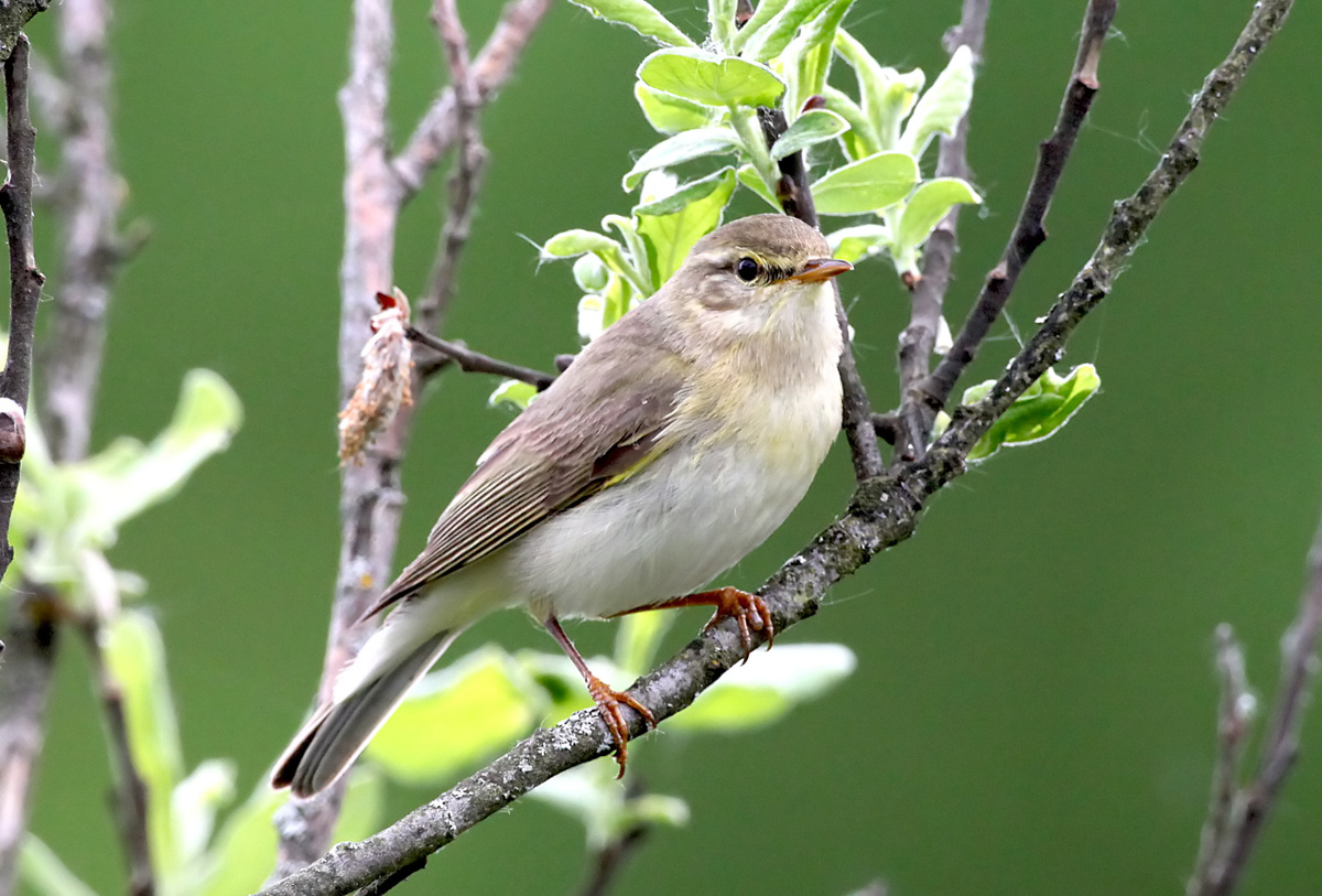 - Phylloscopus trochilus Willow Warbler