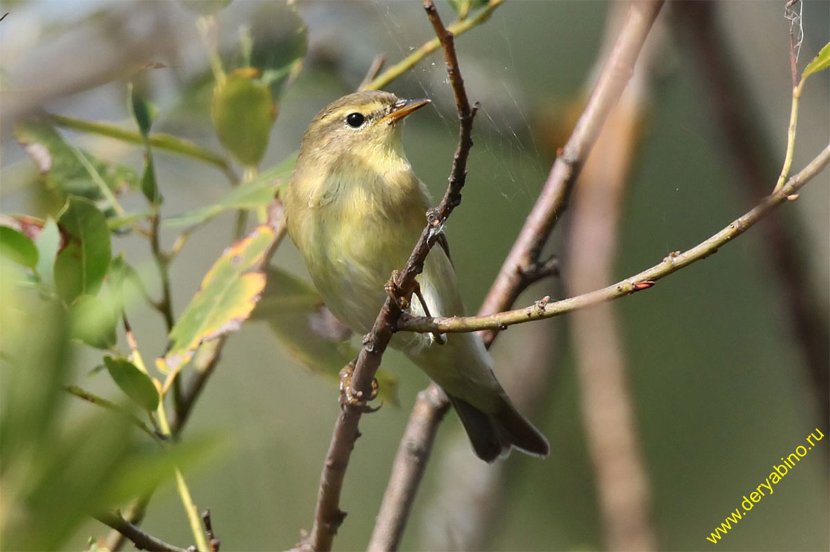 - Phylloscopus trochilus Willow Warbler