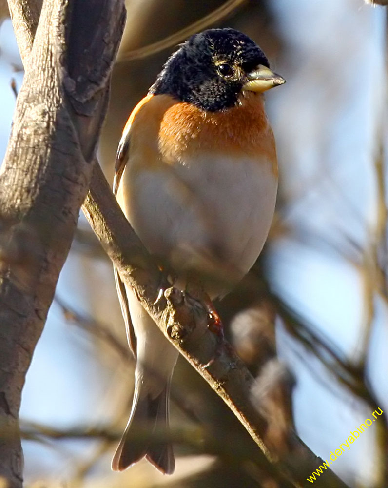  Frinilla montifringilla Brambling