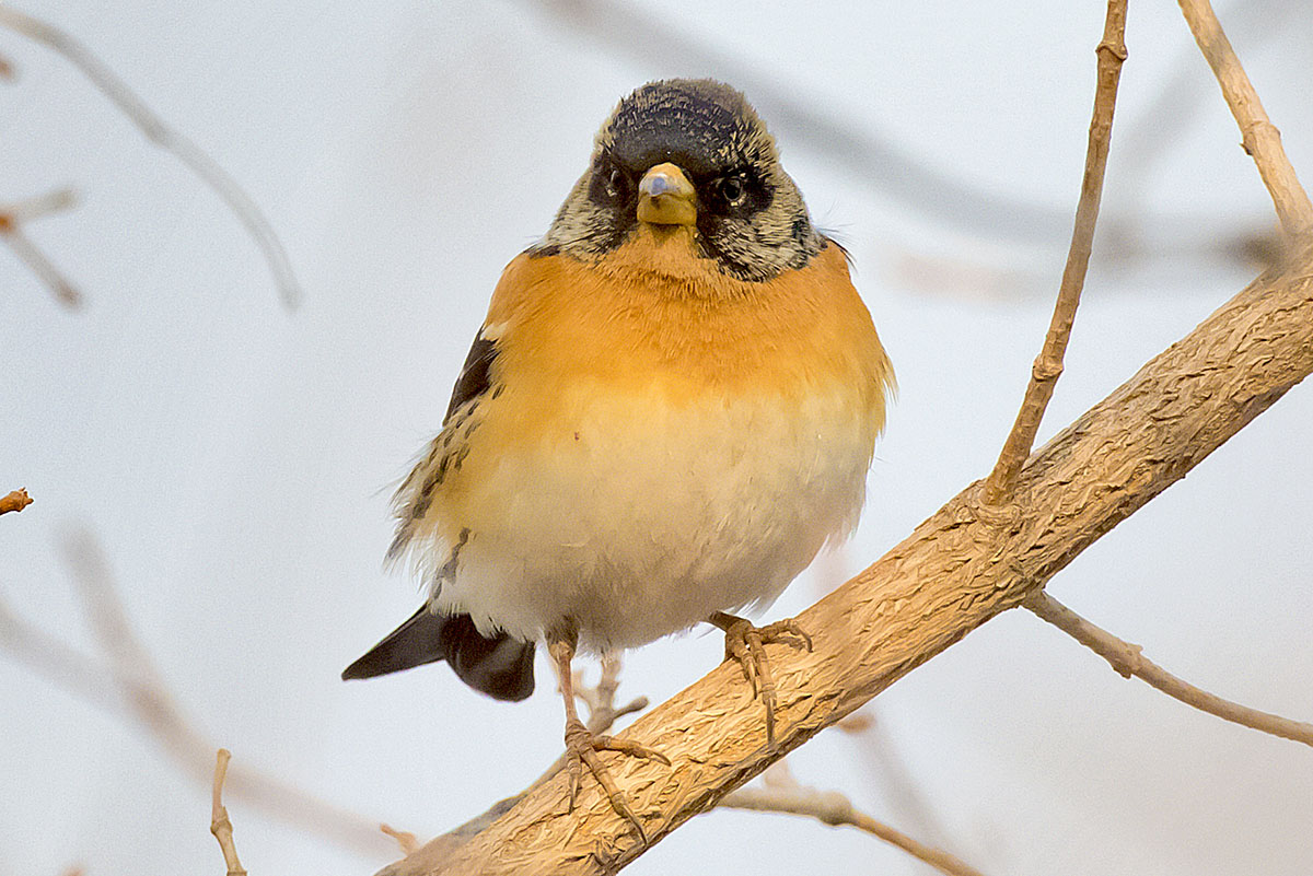  Frinilla montifringilla Brambling