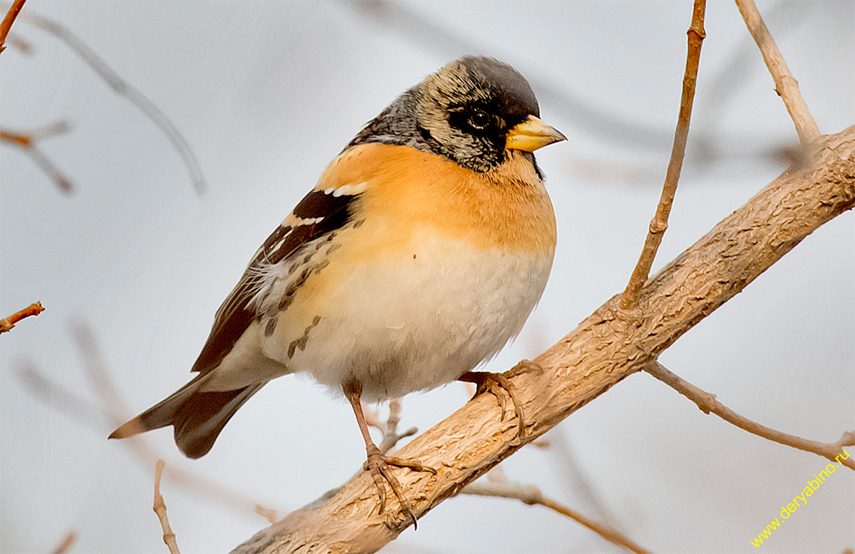  Frinilla montifringilla Brambling