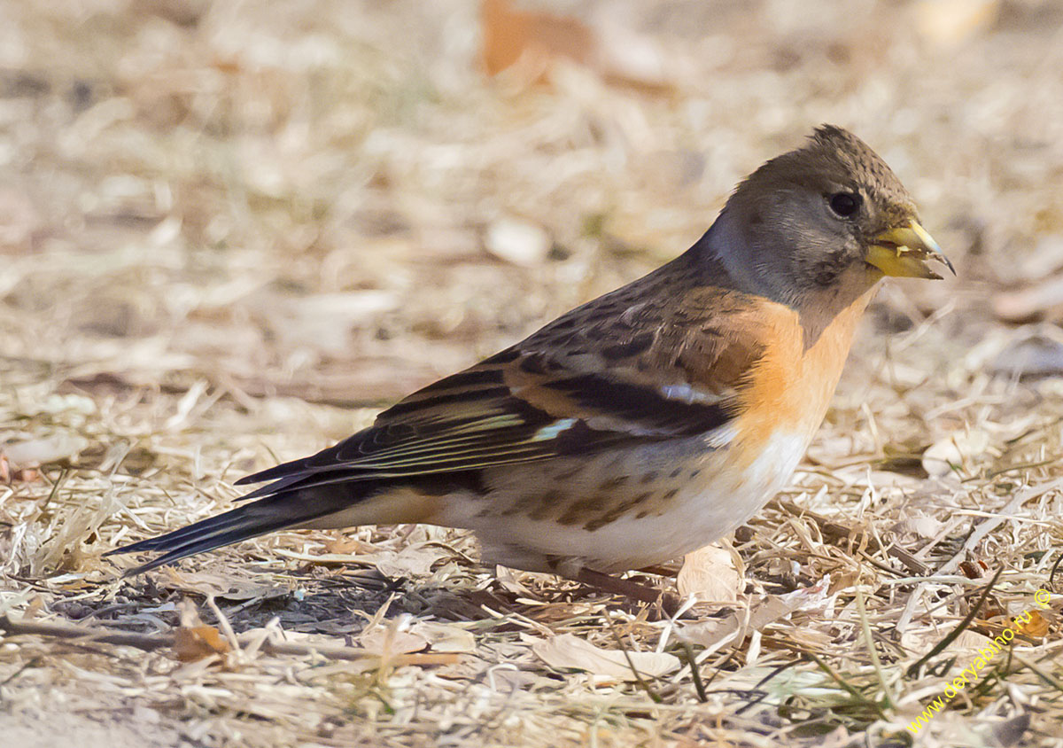  Frinilla montifringilla Brambling