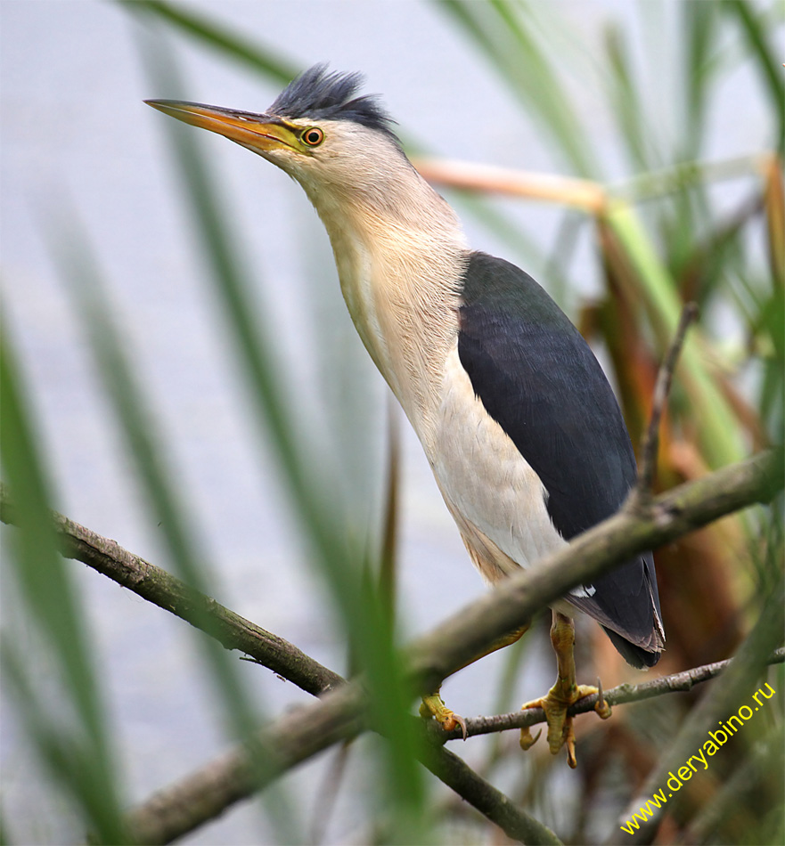   () Ixobrychus minutus Little Bittern