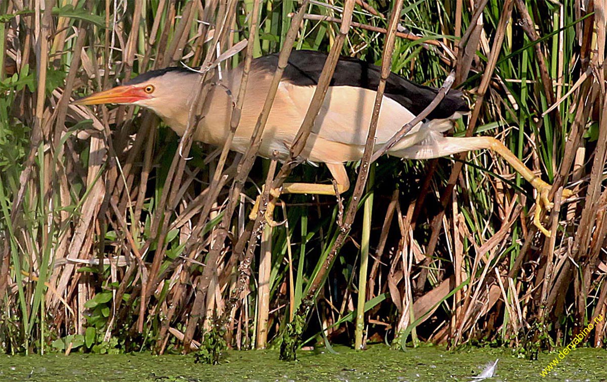   () Ixobrychus minutus Little Bittern