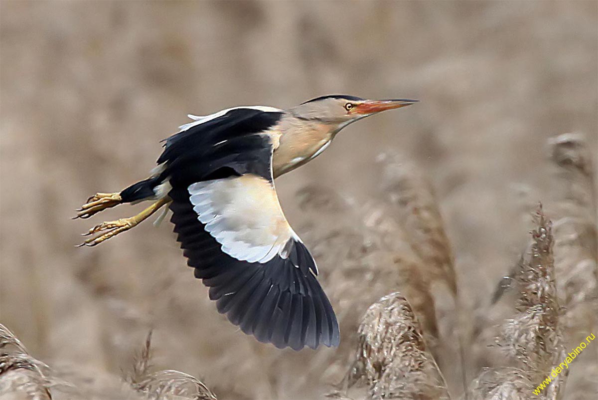   () Ixobrychus minutus Little Bittern