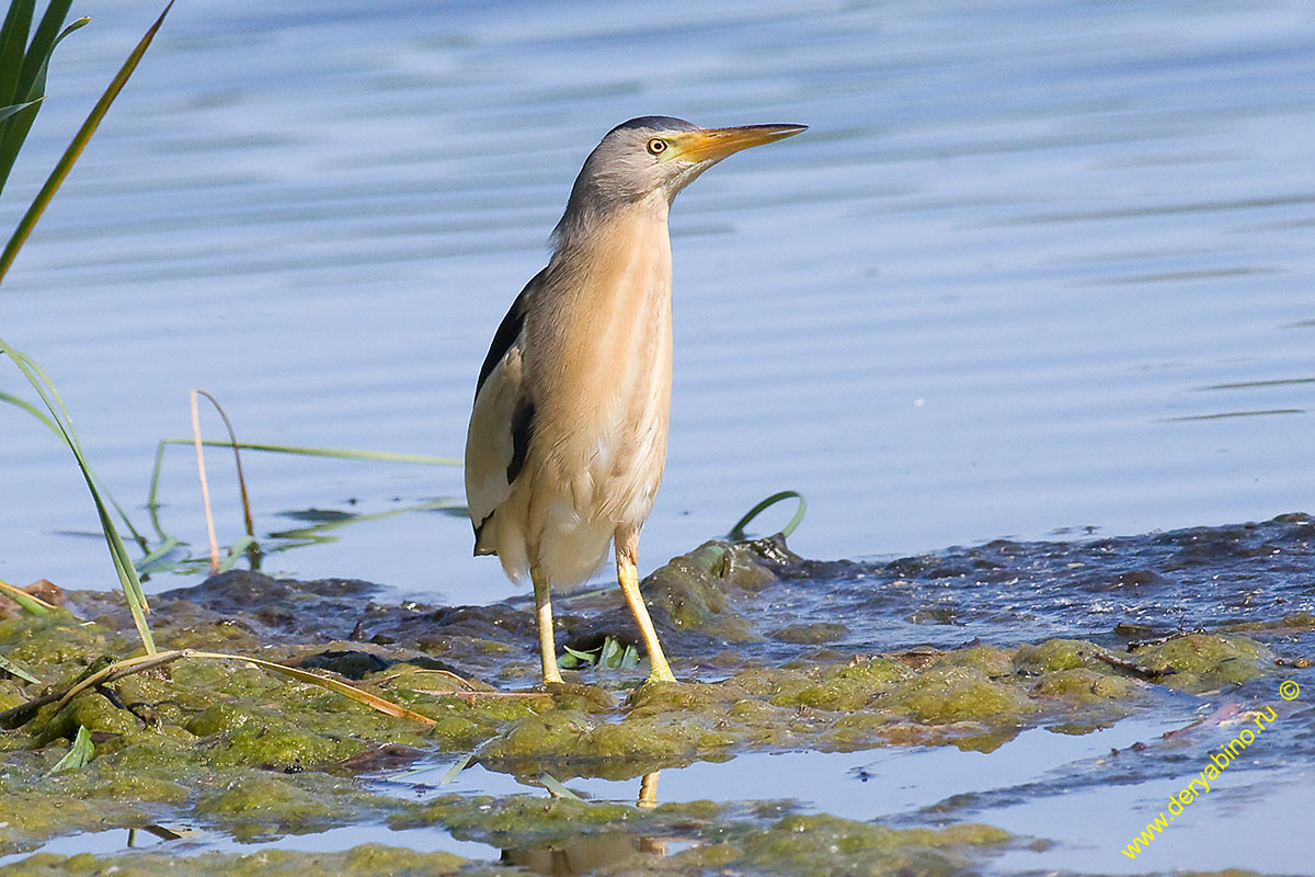   () Ixobrychus minutus Little Bittern