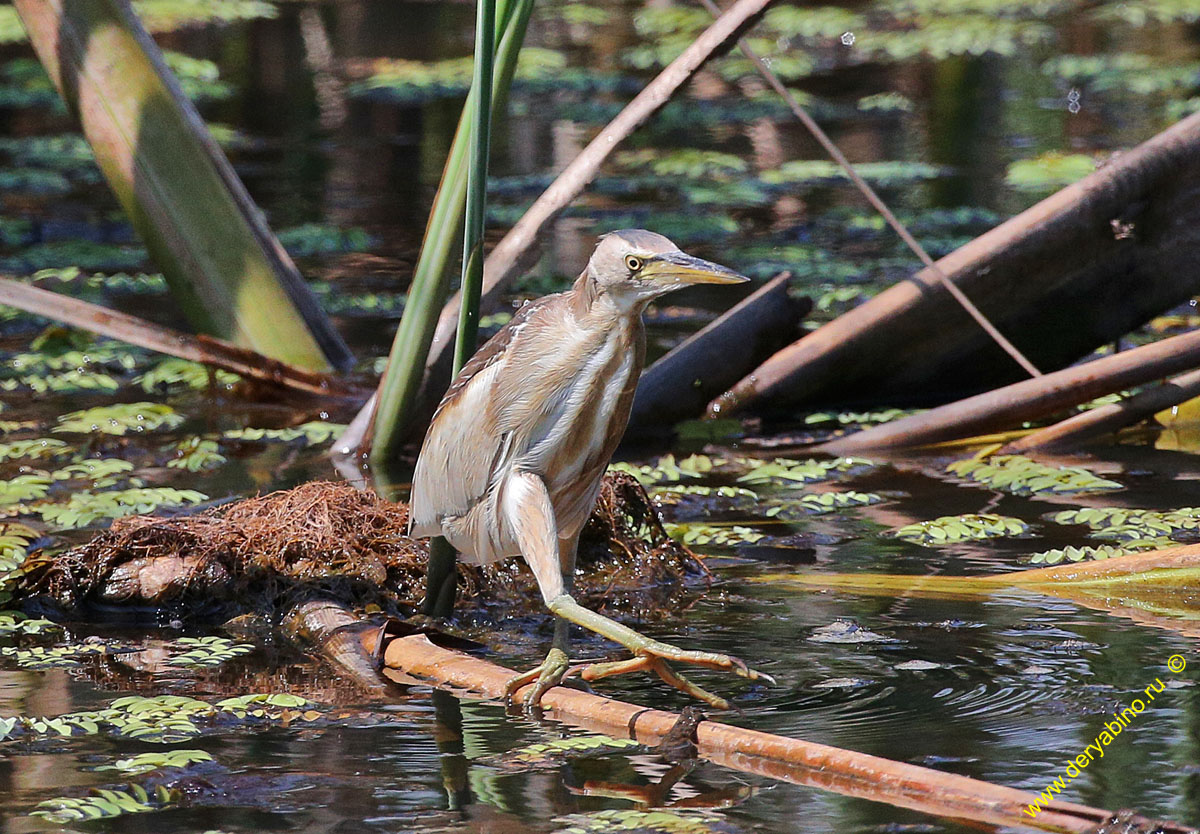   () Ixobrychus minutus Little Bittern