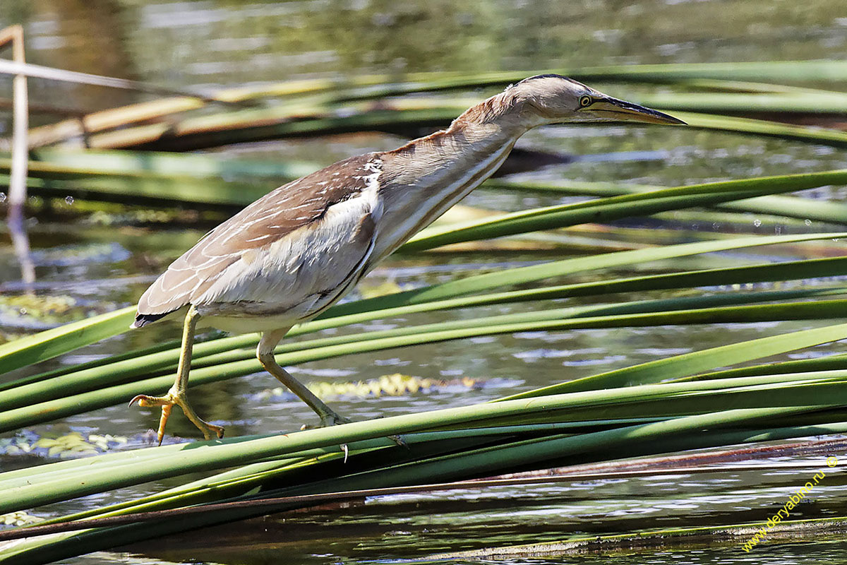   () Ixobrychus minutus Little Bittern