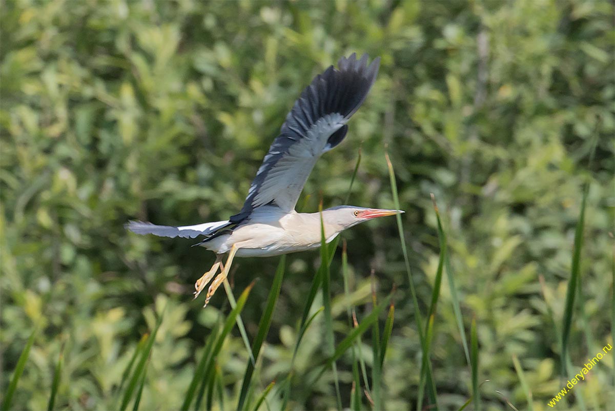   () Ixobrychus minutus Little Bittern