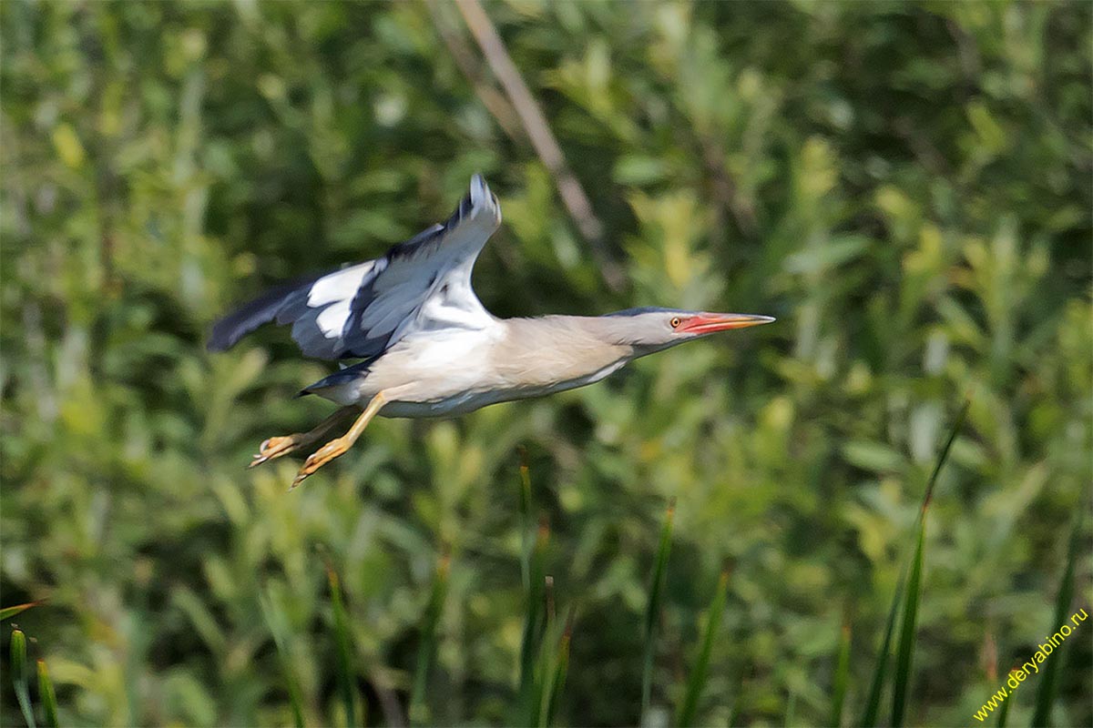   () Ixobrychus minutus Little Bittern