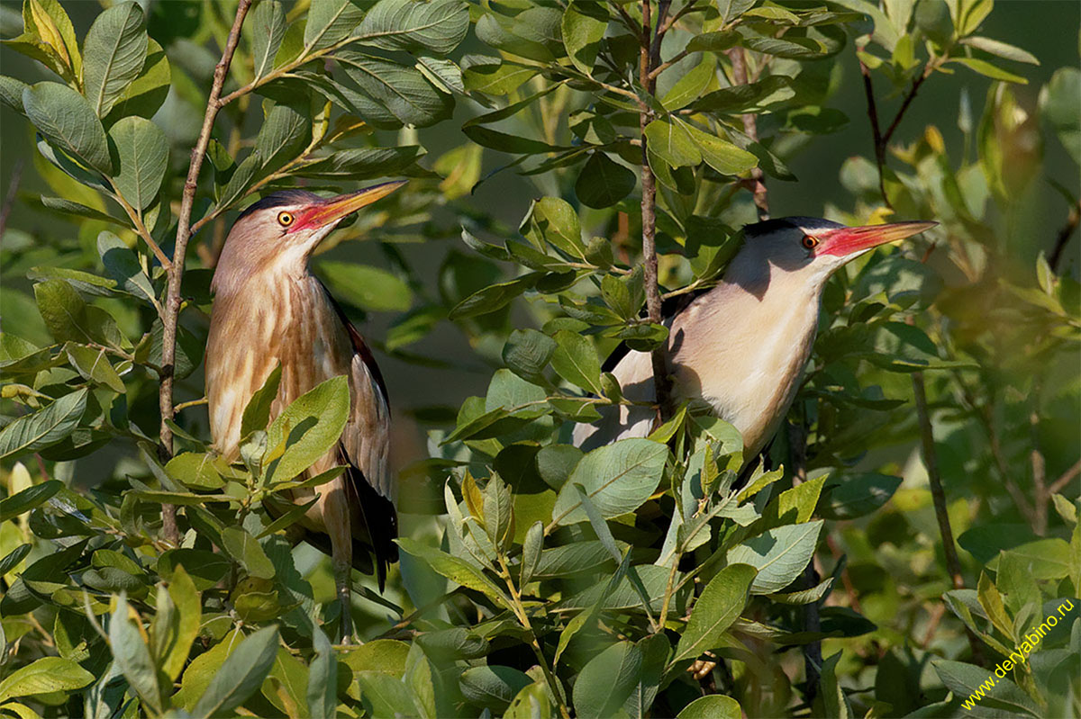   () Ixobrychus minutus Little Bittern