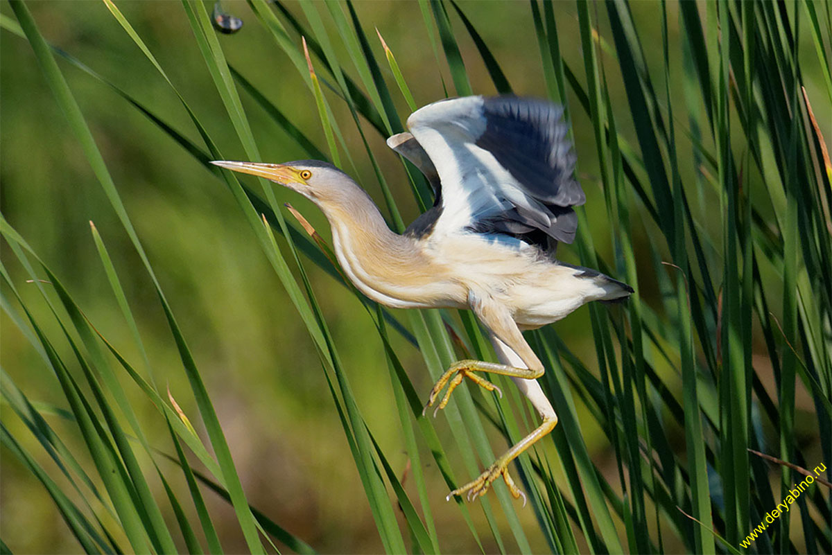   () Ixobrychus minutus Little Bittern