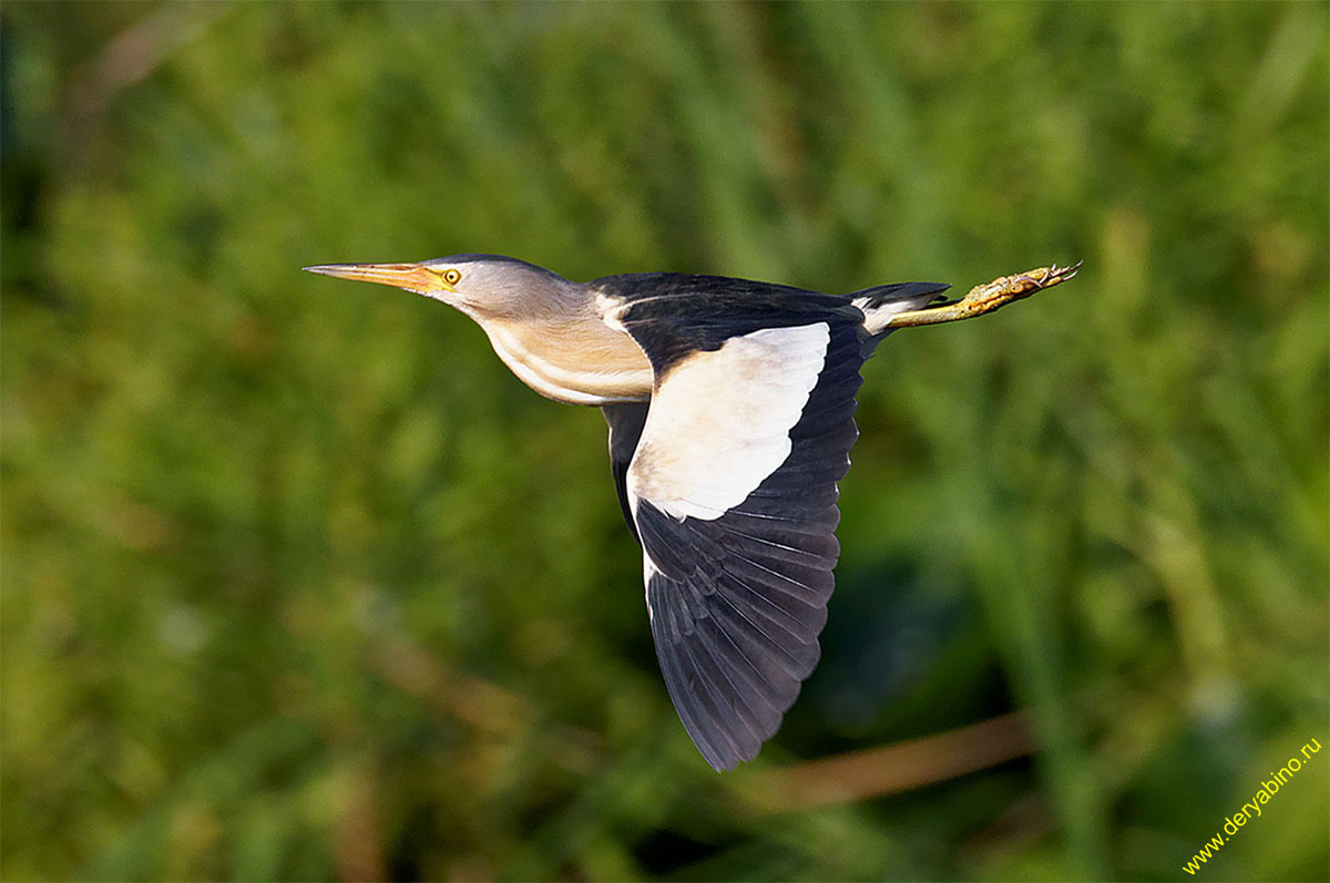   () Ixobrychus minutus Little Bittern