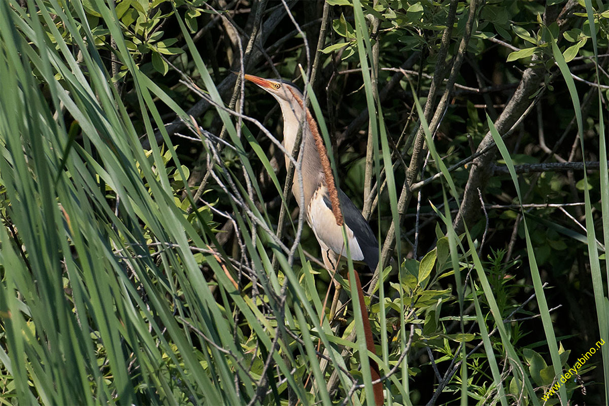   () Ixobrychus minutus Little Bittern