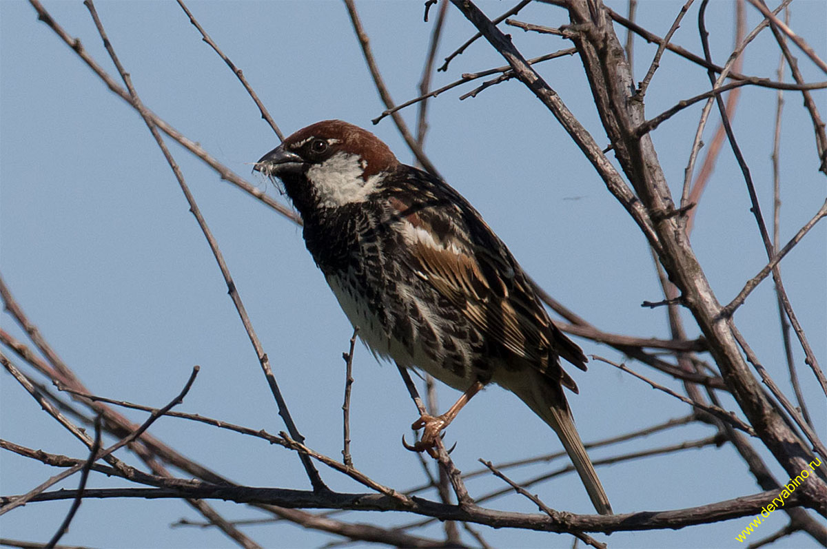    Passer hispaniolensis Spanish sparrow