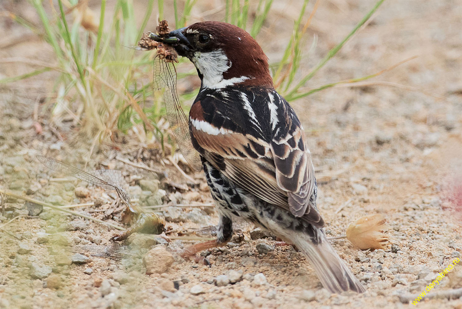    Passer hispaniolensis Spanish sparrow