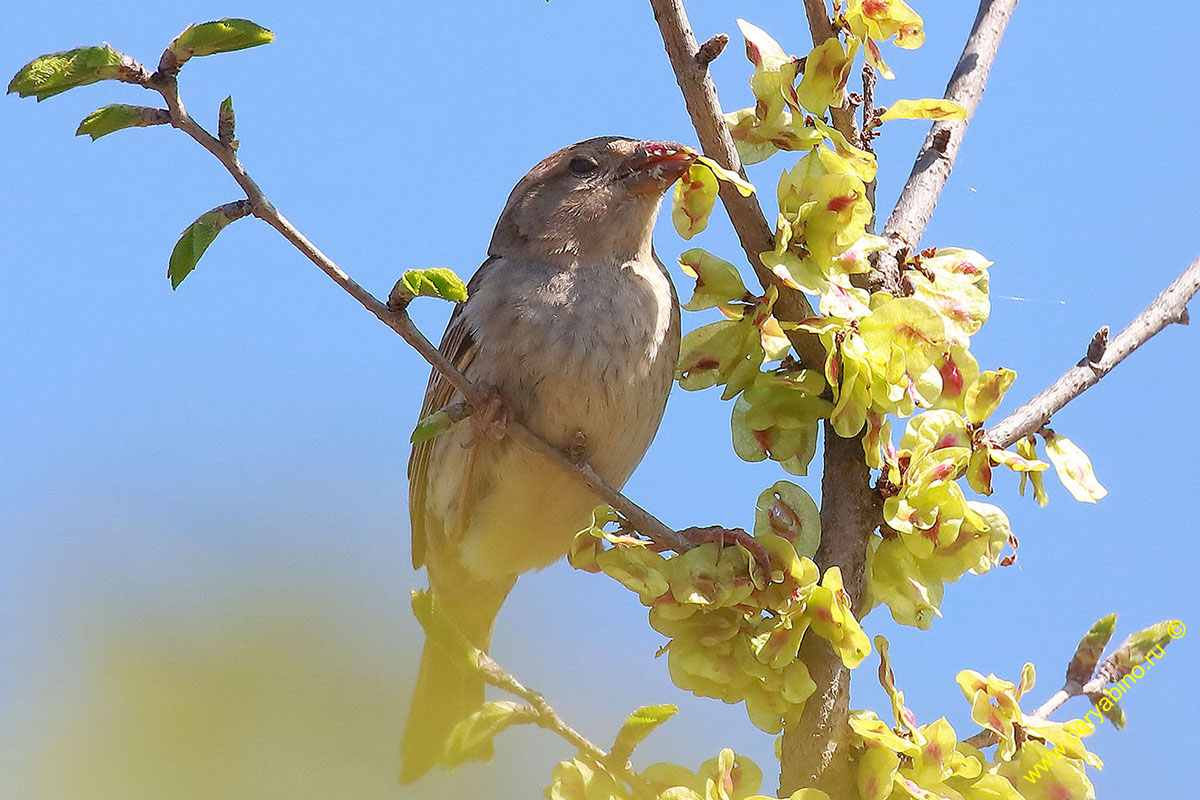   Passer hispaniolensis Spanish sparrow